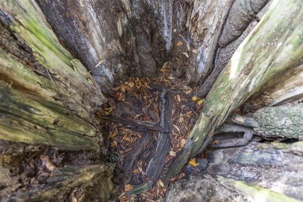 Interior view of a hollow tree trunk covered with leaves and earth, describes a natural hiding place, 400 year old lime tree avenue Ladendorf Weinviertel Lower Austria Austria