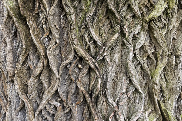 Tree bark structure with intertwined, root-like patterns, 400-year-old avenue of lime trees Ladendorf Weinviertel Lower Austria Austria