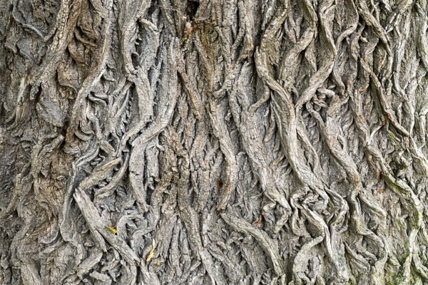 Structural tree bark with intricate grey patterns, 400-year-old lime tree avenue Ladendorf Weinviertel Lower Austria Austria