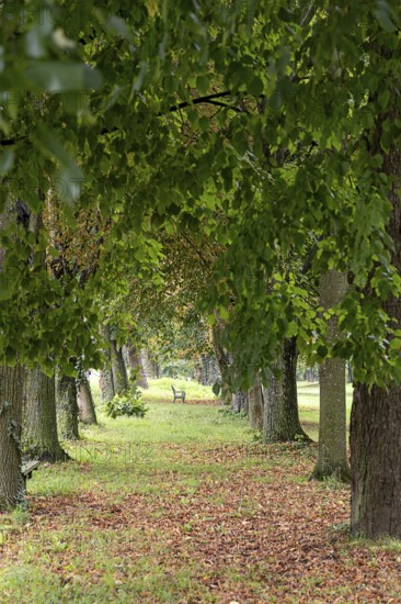 A narrow, overgrown path leads through a majestic avenue of trees, a 400-year-old avenue of lime trees Ladendorf Weinviertel Lower Austria Austria