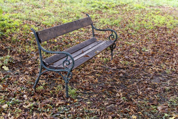 An abandoned bench stands on a ground covered with autumn leaves in the green, 400 year old lime tree avenue Ladendorf Weinviertel Lower Austria Austria