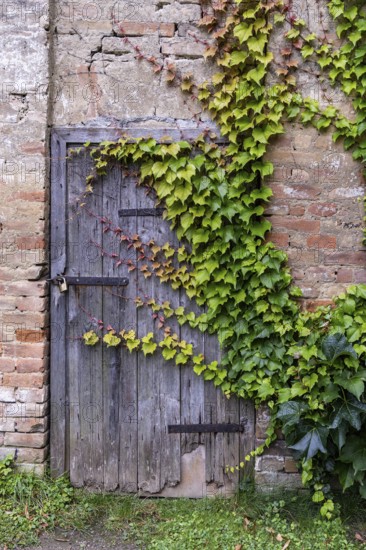 An old wooden door overgrown with ivy on a weathered brick wall, 400-year-old avenue of lime trees Ladendorf Weinviertel Lower Austria Austria