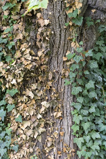 Tree trunk with green ivy and dried brown leaves, contrasting texture, 400 year old lime tree avenue Ladendorf Weinviertel Lower Austria Austria