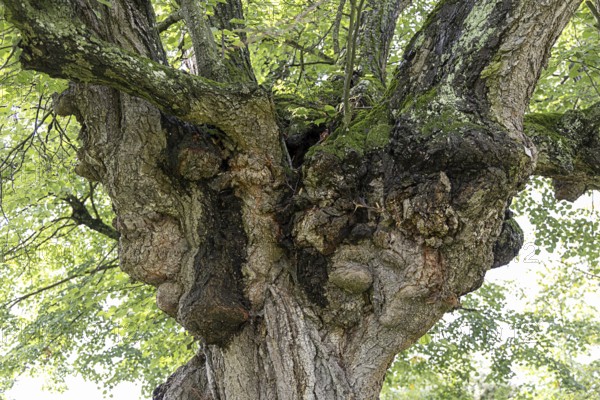 Lush tree crown filled with green foliage, summery atmosphere, 400-year-old avenue of lime trees Ladendorf Weinviertel Lower Austria Austria
