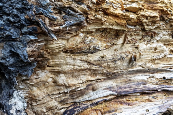 Close-up of a tree bark with striking grain and warm brown tones, 400-year-old lime tree avenue Ladendorf Weinviertel Lower Austria Austria