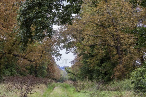 Forest path surrounded by autumnal trees, quiet natural path, 400 year old lime tree avenue Ladendorf Weinviertel Lower Austria Austria