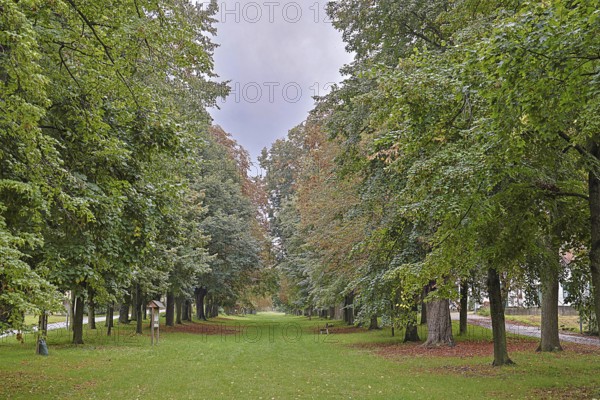 A straight path through an avenue of trees in the transition between summer and autumn, 400-year-old avenue of lime trees Ladendorf Weinviertel Lower Austria Austria