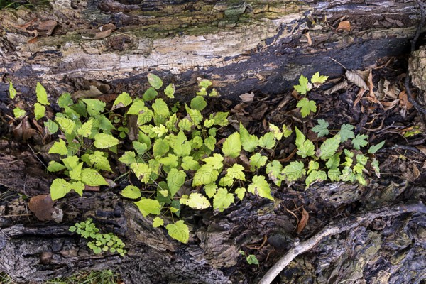 Green plants grow from an old tree trunk in a natural environment, 400 year old lime tree avenue Ladendorf Weinviertel Lower Austria Austria