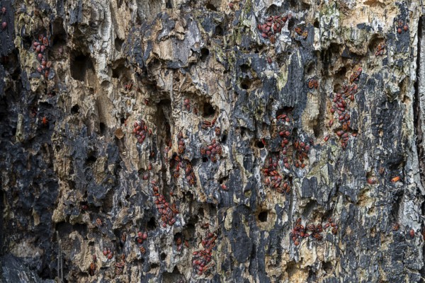 Tree bark with numerous fire bugs, dense accumulation on damaged surface, 400 year old lime tree avenue Ladendorf Weinviertel Lower Austria Austria
