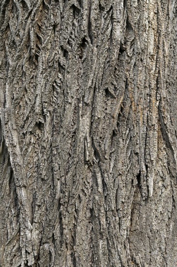 Rough, scaly bark of a tree with a striking texture, 400-year-old lime tree avenue Ladendorf Weinviertel Lower Austria Austria