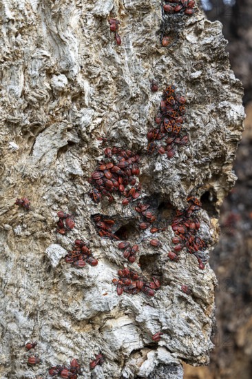 Colony of red-black fire bugs on the rough bark of a tree, 400 year old lime tree avenue Ladendorf Weinviertel Lower Austria Austria