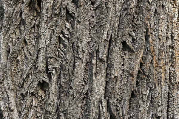 Detailed view of the rough, textured bark of a tree trunk in grey, 400 year old lime tree avenue Ladendorf Weinviertel Lower Austria Austria