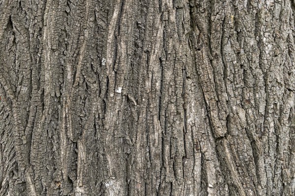 Close-up of the detailed grey bark of a tree with a striking texture, 400-year-old lime tree avenue Ladendorf Weinviertel Lower Austria Austria