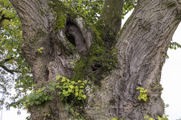 Trunk of an old tree covered with moss and small leaves in an idyllic forest setting, 400 year old lime tree avenue Ladendorf Weinviertel Lower Austria Austria