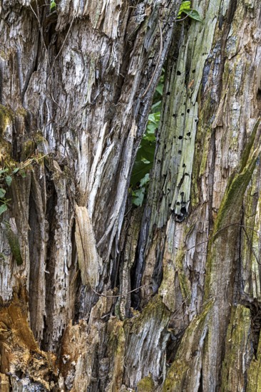 Close-up of the coarse, stratified bark of a tree with aged wood, 400-year-old lime tree avenue Ladendorf Weinviertel Lower Austria Austria