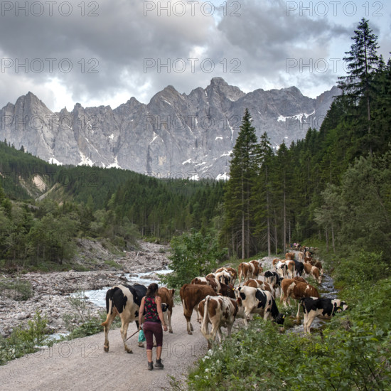 Alpine pasture drive to Ladiz through the Johannestal, behind it the Laliderer Wände, Hinterriss, Karwendel mountains, Tyrol, Austria