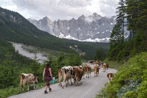 Alpine pasture drive to Ladiz through the Johannestal, behind it the Laliderer Wände, Hinterriss, Karwendel mountains, Tyrol, Austria