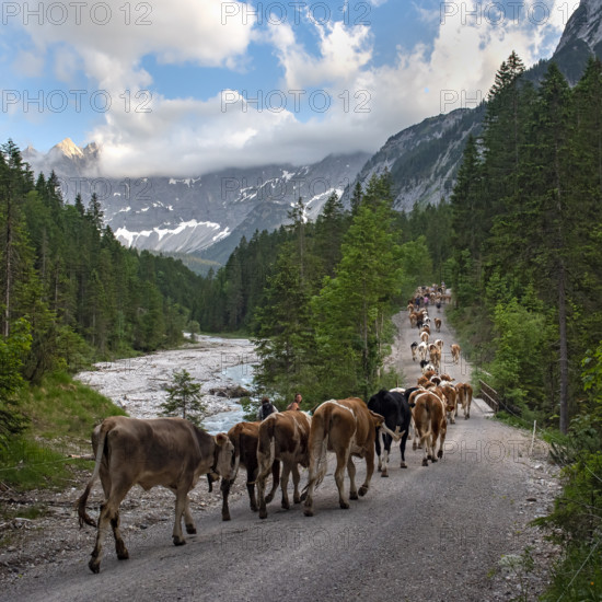 Alpine pasture drive to Ladiz through the Johannestal, behind it the Laliderer Wände, Hinterriss, Karwendel mountains, Tyrol, Austria