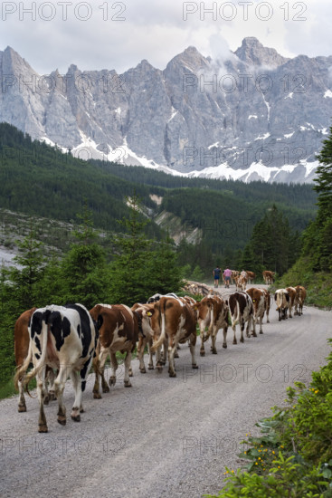 Alpine pasture drive to Ladiz through the Johannestal, behind it the Laliderer Wände, Hinterriss, Karwendel mountains, Tyrol, Austria
