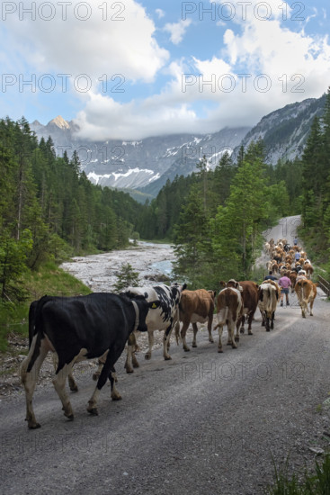 Alpine pasture drive to Ladiz through the Johannestal, behind it the Laliderer Wände, Hinterriss, Karwendel mountains, Tyrol, Austria