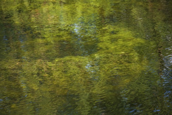 Greenish algae, algae carpet in a body of water, Germany