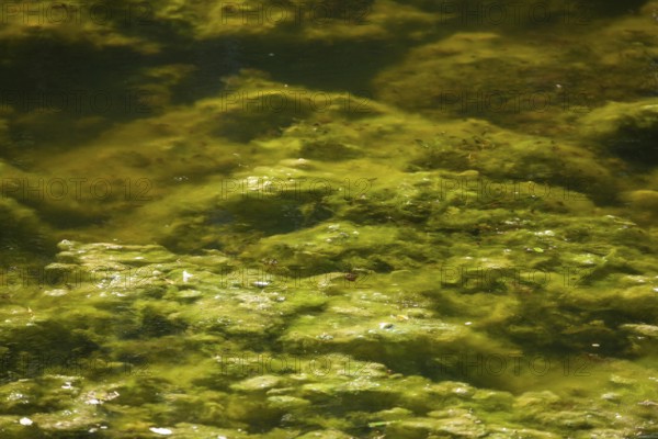 Greenish algae, algae carpet in a body of water, Germany