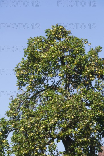 Ripe apples hanging on an apple tree, Germany