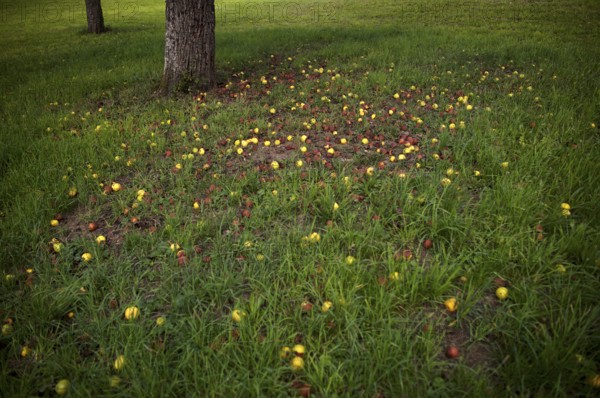 Fallen fruit, rotten apples lying on the ground, meadow, orchard, Reutlingen, Baden-Württemberg, Germany