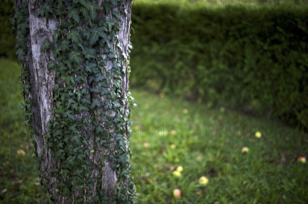 Ivy climbing up the trunk of an apple tree, fallen fruit, rotten apples lying on the ground, meadow, meadow orchard, Reutlingen, Baden-Württemberg, Germany