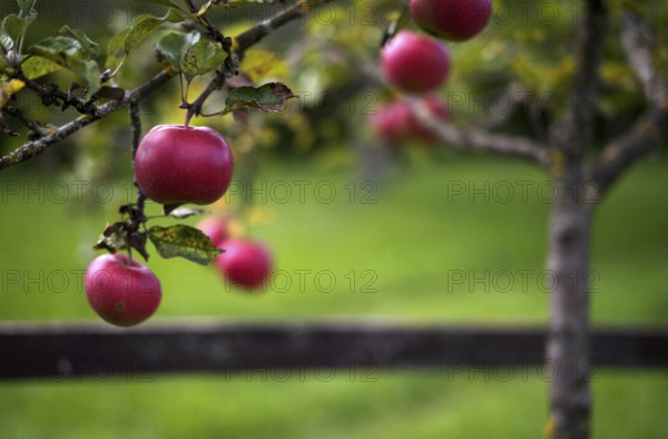 Red apples hanging on an apple tree, tax orchard, Reutlingen, Baden-Württemberg, Germany