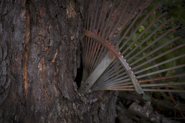 Old rake, rusty, stuck in a tree trunk, knothole, Reutlingen, Baden-Württemberg, Germany