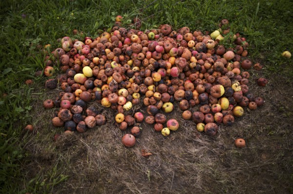 Fallen fruit, rotten apples lying on the ground, meadow, orchard, Reutlingen, Baden-Württemberg, Germany