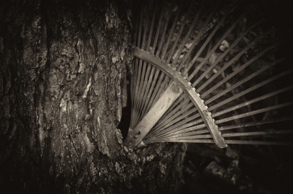 Old rake, rusty, stuck in a tree trunk, knothole, vintage, black and white, Reutlingen, Baden-Württemberg, Germany