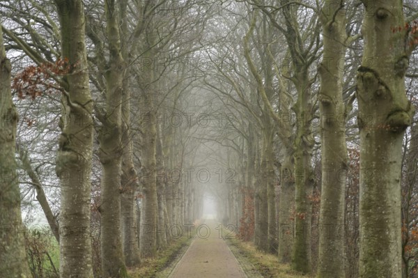 All about Nienoord Castle in the fog, Leek, Groningen, Netherlands