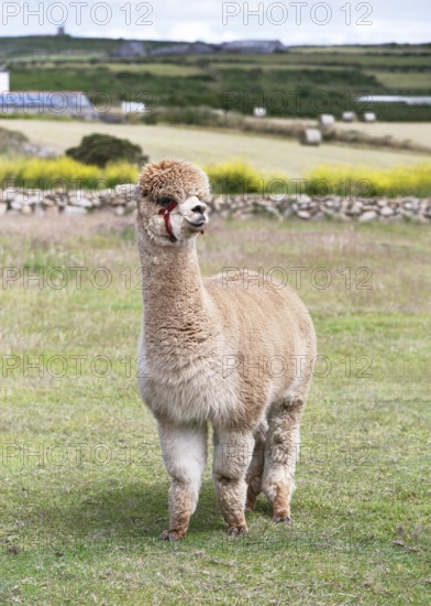 Charming, fluffy light brown alpaca (Llama pacos) with a red halter stands attentively and curiously in a green meadow. Surrounded by a rural stone wall and fields, it epitomises the natural charm of country life
