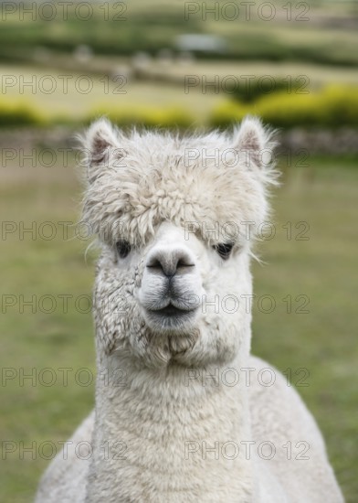 Cute, fluffy white alpaca (Llama pacos) with a shaggy head of hair stands calmly in a green meadow. Looking calmly into the camera, it conveys gentleness and the natural charm of rural farm animals