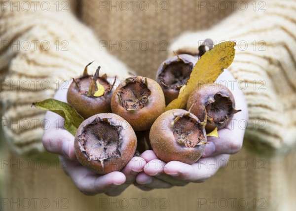 Girl presents ripe medlar fruit (Mespilus germanica), freshly harvested from the tree. The scene represents the autumn harvest, healthy eating and the importance of regional, plant-based foods in everyday life