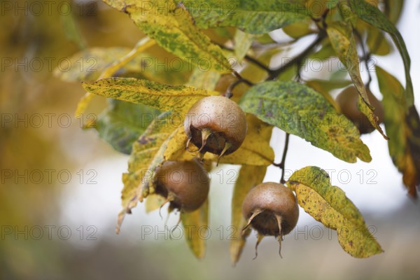 Brown medlars (Mespilus germanica) ripen between bright yellow leaves in autumn garden. The fruit on the tree symbolises an old fruit tradition, natural diversity and the magic of harvest time