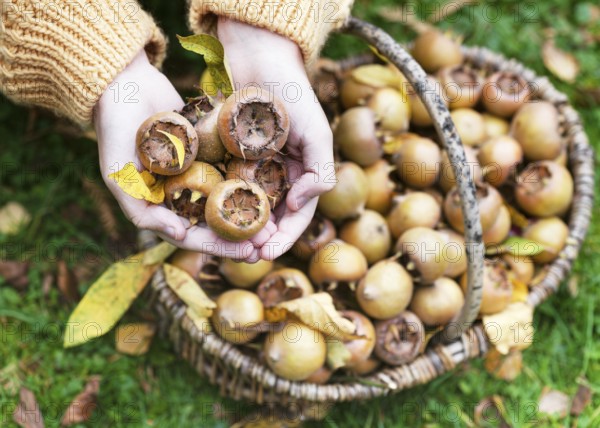 Hands holding medlars (Mespilus germanica) over a basket full of fruit in the garden, autumnal atmosphere with green leaves and harvest mood. Vegan nutrition, healthy food and the autumnal harvest idea