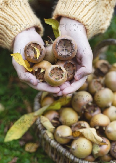 Hands of a girl holding freshly picked, ripe medlar fruit (Mespilus germanica) . View from above. Symbol for vegan nutrition, healthy food and the autumnal harvest idea
