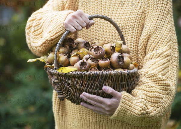 Young girl with a wicker basket full of ripe, organic medlar fruits with yellow leaves in autumn garden. Vegan diet or harvesting concept. (Mespilus germanica)