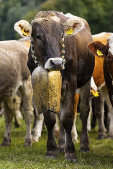 Cattle drive, cattle drive, domestic cattle (Bovidae), cowbell, Oberstdorf, Oberallgäu, Allgäu Alps, Bavaria, Germany