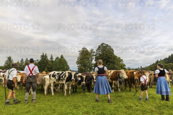 Cattle drive, cattle drive, domestic cattle (Bovidae), herd, shepherdess, children, lederhosen, dirndl, traditional traditional costume, Oberstdorf, Oberallgäu, Allgäu Alps, Bavaria, Germany