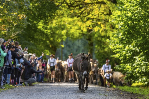 Cattle drive, cattle drive, shepherd, lederhosen, braces, felt hat, traditional traditional costume, cattle (Bovidae), donkey (Equus asinus asinus), herd, spectator, Oberstdorf, Oberallgäu, Allgäu Alps, Bavaria, Germany
