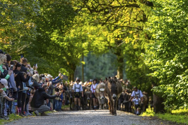 Cattle drive, cattle drive, shepherd, lederhosen, braces, felt hat, traditional traditional costume, cattle (Bovidae), donkey (Equus asinus asinus), herd, spectator, Oberstdorf, Oberallgäu, Allgäu Alps, Bavaria, Germany