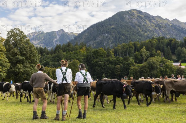Cattle drive, cattle drive, alpine herdsmen, lederhosen, braces, felt hat, traditional traditional costume, cattle (Bovidae), mountain scenery, Oberstdorf, Oberallgäu, Allgäu Alps, Bavaria, Germany