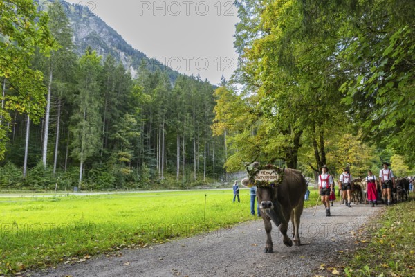 Cattle drive, cattle drive, domestic cattle (Bovidae), cowbell, shepherd, shepherdess, lederhosen, dirndl, traditional traditional costume, mountain scenery, Oberstdorf, Oberallgäu, Allgäu Alps, Bavaria, Germany