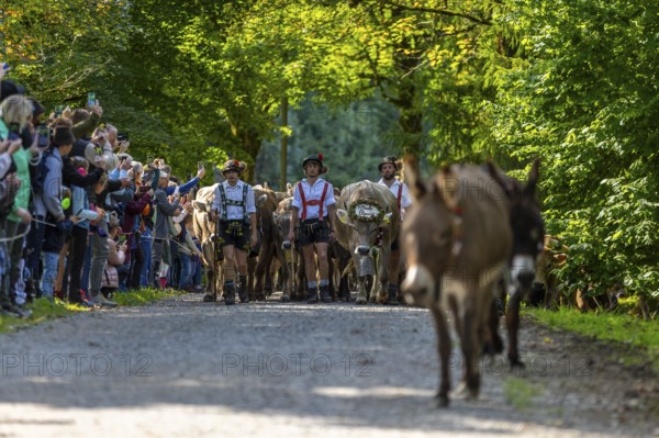 Cattle drive, cattle drive, shepherd, lederhosen, braces, felt hat, traditional traditional costume, cattle (Bovidae), donkey (Equus asinus asinus), herd, spectator, Oberstdorf, Oberallgäu, Allgäu Alps, Bavaria, Germany