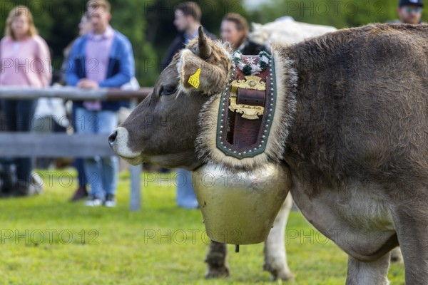 Cattle drive, cattle (Bovidae), cowbell, Oberstdorf, Oberallgäu, Allgäu Alps, Bavaria, Germany