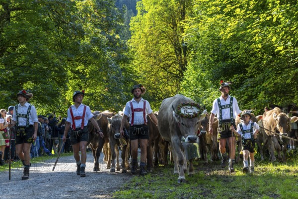 Cattle drive, cattle drive, herdsman, boy, lederhosen, braces, felt hat, traditional traditional costume, cattle (Bovidae), herd, spectator, Oberstdorf, Oberallgäu, Allgäu Alps, Bavaria, Germany